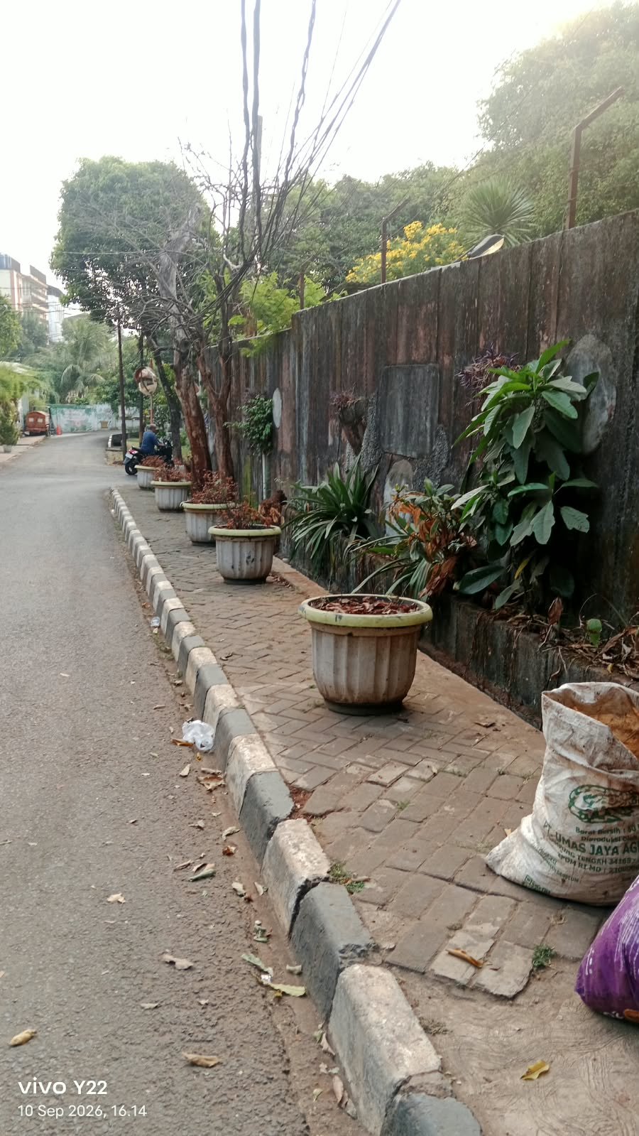 Miris! Pohon Hias Di Pot Depan Kantor Kelurahan Ulujami Mati Kering, Tak Ada Perawatan